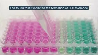 The vitamin D receptor on mouse immune cells participates in a sepsis-like condition