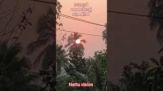 Coconut and the sun face each other... nattu vision..