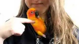 Atesh the Sun Conure talking