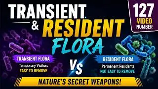 Transient &Resident Flora @EnteMicrobialWorld #microbiology #microorganism #microbes #bacteria
