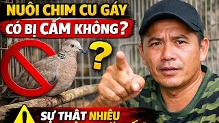 Nuôi Chim Cu Gáy Có Bị Cấm Không?Sự Thật Nhiều Anh Em Chưa Biết!