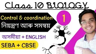 Control and coordination class 10 | Assamese | Eng | স্নায়ুতন্ত্র | Nervous system । SEBA+CBSE