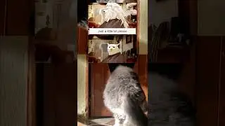 &ldquo;Just a Little Bit&rdquo; 💀✂️ (Expectation vs Reality)#funny #funnyshorts #funnymemes