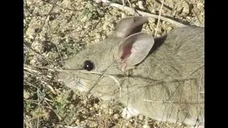 Native big-eared woodrat; California 92563