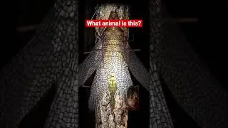 WAT IS THAT?!!🤢@dobsonfly