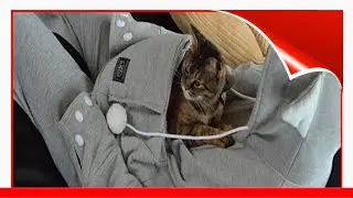Cat Hoodie With Kangaroo Pouch Lets You Take Your Pet Wherever You Go 😃