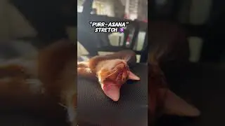 Master of Zen 🤪#abyssinian #funnyanimals #funnycats #abycuties #cute