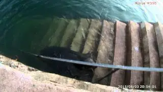 Seal at The Cary Arms , Oddicombe Beach , Devon