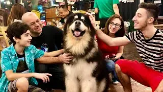 Big Dog Cafe Bangkok 🇹🇭