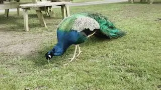 Peacock Dance Display |Peacocks Opening Feathers #peacock #viral #pets #animals #foryou #adventure