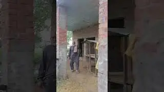 #village #life #lodhay #rain #fishfarming #shortvideo #youtubeshorts #punjab