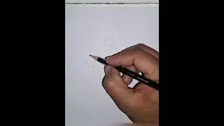 Tulip flower drawing | pencil colour drawing - of Tulip flower step by step flower drawing easy 