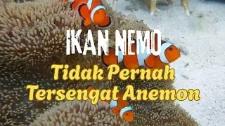 Mengapa Ikan Badut Bersahabat dengan Anemon Laut?