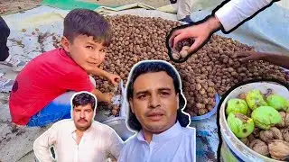 Walnut Farming | And Harvesting , Akhrot Tree | Pakistan