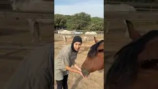 Esto SÍ vs Esto NO ✅❌ El bienestar de tu caballo se nota. 👇 #EntreRiendasYSueños #Caballos #horses
