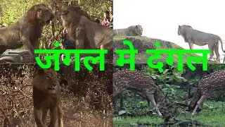Rare sighting /Gir jungle safari /Lion vs lion fight#dangal #Asiaticlion #fight #wwf
