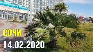 СОЧИ: 14 февраля 2020 года | Субтропический рай в отдельно взятом городе