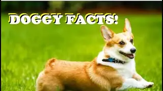 Join Us for 10 Eye-Opening DOG Facts! #dog #pets #viral