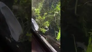 Rope fish and dwarf frog eat earthworm