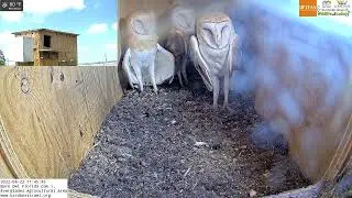 Sleeping beauties: How have these barn owl fledgling grown in LIVE Barn Owl Florida Cam 1