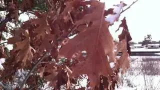 Red Oak
