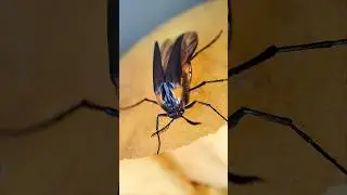 Tiere in unserem Garten (Erzgebirge) der Wespenf&auml;cherk&auml;fer (Metoecus paradoxus)