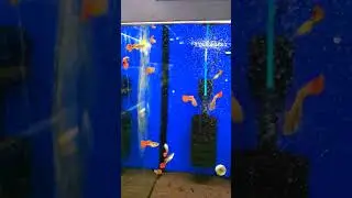 Гуппи ассорти подборка 2  #fish