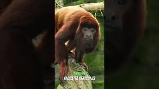 Alouatta Seniculus