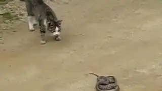 La force du chat en mati&egrave;re de chasse