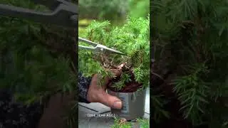 Cheapest Bonsai tree #diy #bonsai