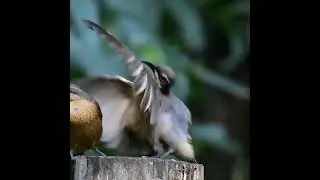 Female Victoria&rsquo;s riflebird unimpressed by mating dance