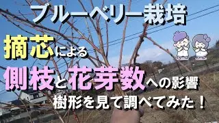 【ブルーベリー栽培】摘心による側枝と花芽数への影響を調べてみました