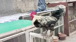 Rooster morning crowing sound 🐓🐔 #birds #chicken 