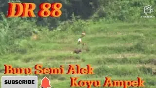 DR 88 🏁🇦🇷//Buru Semi Alek Kayu Ampek 📸🇧🇳