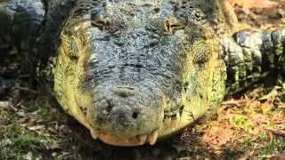 Madras Crocodile Bank Documentary
