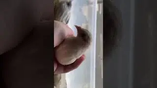 It's Window Time guys! 🐣🏙💕