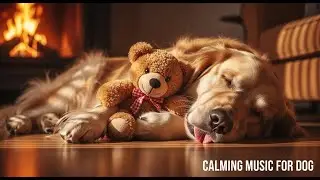 12 HOURS of Tranquility : Piano Music for Dogs Home Alone 😌 Eases Separation Anxiety, No Ads