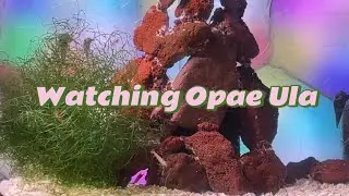 Watching Opae Ula ​⁠