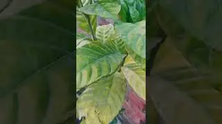 Cinematic video of nature/#plants #cinematic #viral #viralvideo #videography