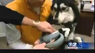 Roller 'Derby' a brand new pooch with his 3-D legs
