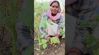 Guar harvesting #farming  #shorts