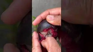 Great mangosteen fruit #usa #tropicalfruit #fruitsworld #fruitcutting #fruit #fruitnation