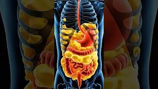 How Junk Food Slowly Destroys Your Body | 3D Medical Animation#Health#HealthAwareness#MedicalFacts
