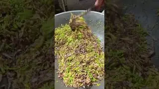 masak sedap