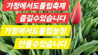가정에서 튤립농장 만들수있습니다