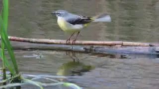 Grey Wagtail calling in Brandon :)