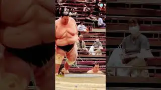 sumo #new #trending #dastan #latest #facts #factsdastan #funny #pyramidsofegypt #doglover #animals