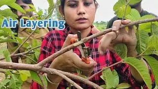 LPU: Propagation in Guava Plant | Air Layering | Guava Field | Agricultural Field Of LPU