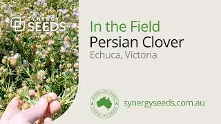 Persian Clover paddock, Echuca Victoria - Synergy Seeds Australia
