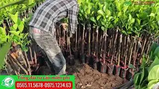 M&iacute;t ruột đỏ sơ v&agrave;ng indo h&oacute;t nhất hiện nay xuất khẩu nhanh tr&aacute;i kinh cao